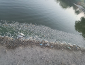 Специалисты выяснят причину массового мора рыбы в Луганском море