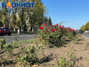В Луганске обновят центральный розарий