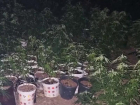Почти 300 кустов конопли вырастил житель Антрацита ЛНР