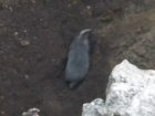Спасательную операцию «Барсук» организовали местные жители Красного Луча ЛНР