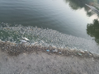 Специалисты выяснят причину массового мора рыбы в Луганском море