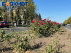 В Луганске обновят центральный розарий