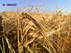 Почвенная засуха на юге ЛНР угрожает посевам озимых культур