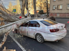 Дерево рухнуло на машину в Луганске: водителя увезла скорая