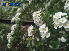 Пчеловодов и жителей ЛНР предупредят за 24 часа – принят новый закон о пестицидах