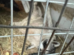 Полиция ЛНР проверит базу отдыха, где в адских условиях содержали животных