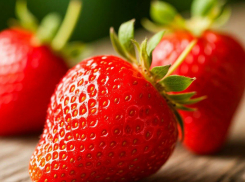 В Перевальске построят агрокомплекс для круглогодичного выращивания клубники