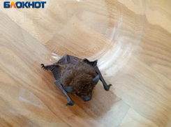 Ночная гостья: в квартиру луганчанки залетела летучая мышь