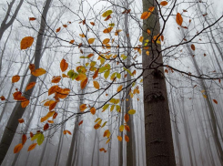 В ЛНР 22 ноября будет тепло: местами дождь и низкая видимость из-за тумана