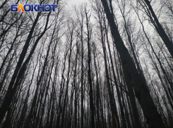 В ЛНР восстанавливают леса: сотни гектаров получат новую жизнь