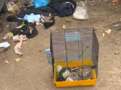В Луганске живую декоративную крысу выбросили на мусорку  