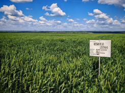 В ЛНР проходят испытания новых сортов зерновых культур