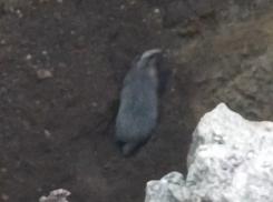 Спасательную операцию «Барсук» организовали местные жители Красного Луча ЛНР