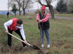 Молодые деревца в память о героях СВО озеленят улицу в ЛНР