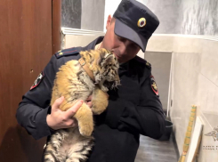 Житель Стаханова ЛНР держал в квартире детеныша краснокнижного амурского тигра