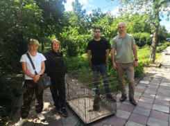 Зеленая мартышка жила у любителя экзотики из Стаханова ЛНР