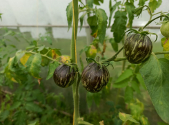 Подготовка теплицы к зиме: луганский огородник рассказал, как вырастить хороший урожай