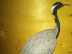 В Луганске спасли краснокнижного журавля