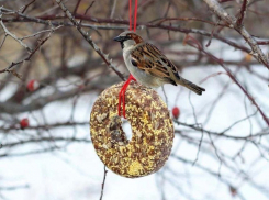 Помочь, не навредив: в Минприроды ЛНР рассказали, чем кормить птиц зимой
