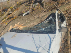 Огромное дерево разворотило авто на проезжей части Луганска