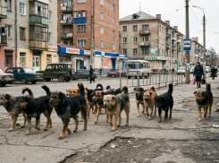«Где 61 собака?»: власти Алчевска ЛНР прервали молчание после жалоб жителей