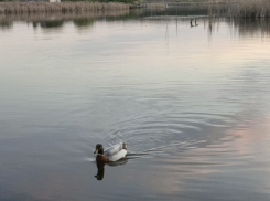 В Сватовском муниципальном округе ЛНР растет уровень воды в реке, ожидаются новые подтопления