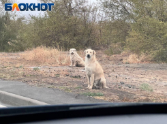 В ЛНР местные власти будут решать проблему бездомных животных