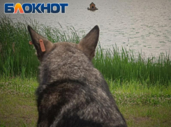 «Все для безопасности граждан ЛНР»: агрессивных бездомных животных будут усыплять