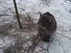 В Луганске кота привязали к дереву металлической леской и бросили умирать на морозе