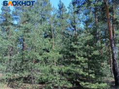 В лесах Кременной ЛНР боевики ВСУ впервые за долгое время стали забирать тела погибших