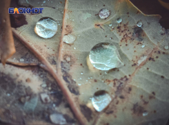 Дождь и туман: синоптики рассказали о погоде в пятницу в ЛНР