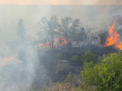 В ЛНР за сутки произошло 36 пожаров в экосистеме
