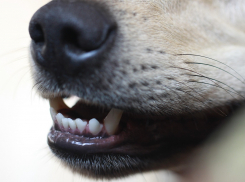 В Луганске 6 декабря начнется массовый отлов бездомных собак - узнайте адреса