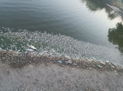 Специалисты выяснят причину массового мора рыбы в Луганском море