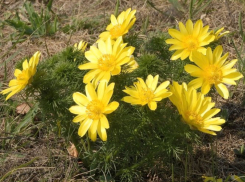 Редкий цветок Луганщины, способный убить и спасти жизнь