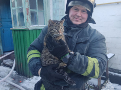 Сотрудники МЧС ЛНР спасли кота, лежавшего без сознания в горящем доме 