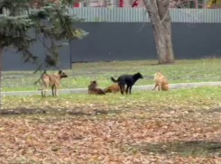 Стая бездомных собак напала на ребенка в луганском сквере имени Героев «Молодой гвардии»
