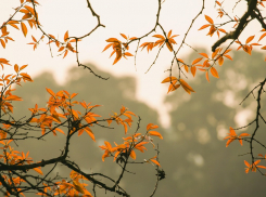 Без дождей и с лёгким туманом: какой будет погода в ЛНР 6 ноября