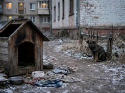 «Это только начало»: психолог объяснил, почему луганские живодеры скоро переключатся на людей
