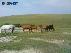В ЛНР сотрудникам конного завода выплатили долг по зарплате