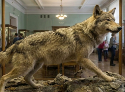 Луганчан ждет уголовка, если они не поставят на учет свои чучела