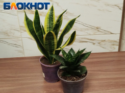 Зеленые помощники для жителей ЛНР: комнатные растения работают как фильтры