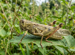 Слухи не подтвердились: на границе ЛНР не нашли кладок саранчи