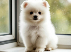 В ЛНР девушка «купила» у мошенницы несуществующего щенка