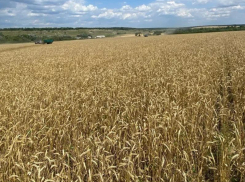 Как на урожай в ЛНР повлияют болезни и вредители