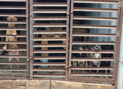 Луганскому приюту для животных передали 300 кг корма