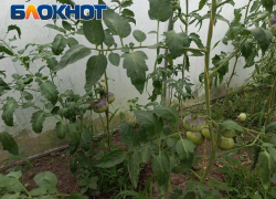 Луганские помидоры под защитой: как спрятать теплицу от палящих солнечных лучей