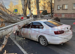 Дерево рухнуло на машину в Луганске: водителя увезла скорая