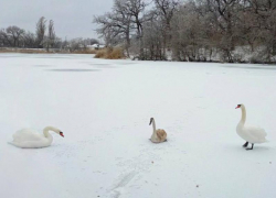 Огнеборцы Ровенек ЛНР спасли целую семью лебедей, вмёрзшую в лёд 