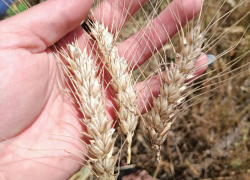 Благодаря теплой погоде сезон ярового сева в ЛНР начался на две недели раньше 
